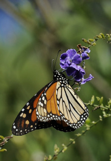 A Monarch butterfly feeds on a Duranta flower Saturday, Oct. 25, 2014, in Houston. (AP Photo/Pat Sullivan)
