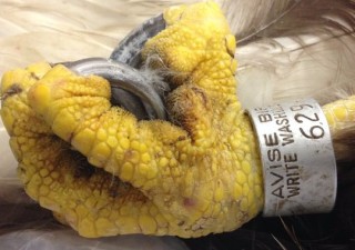 The leg band on the oldest documented bald eagle. Photo: NY Department of Environmental Conservation.