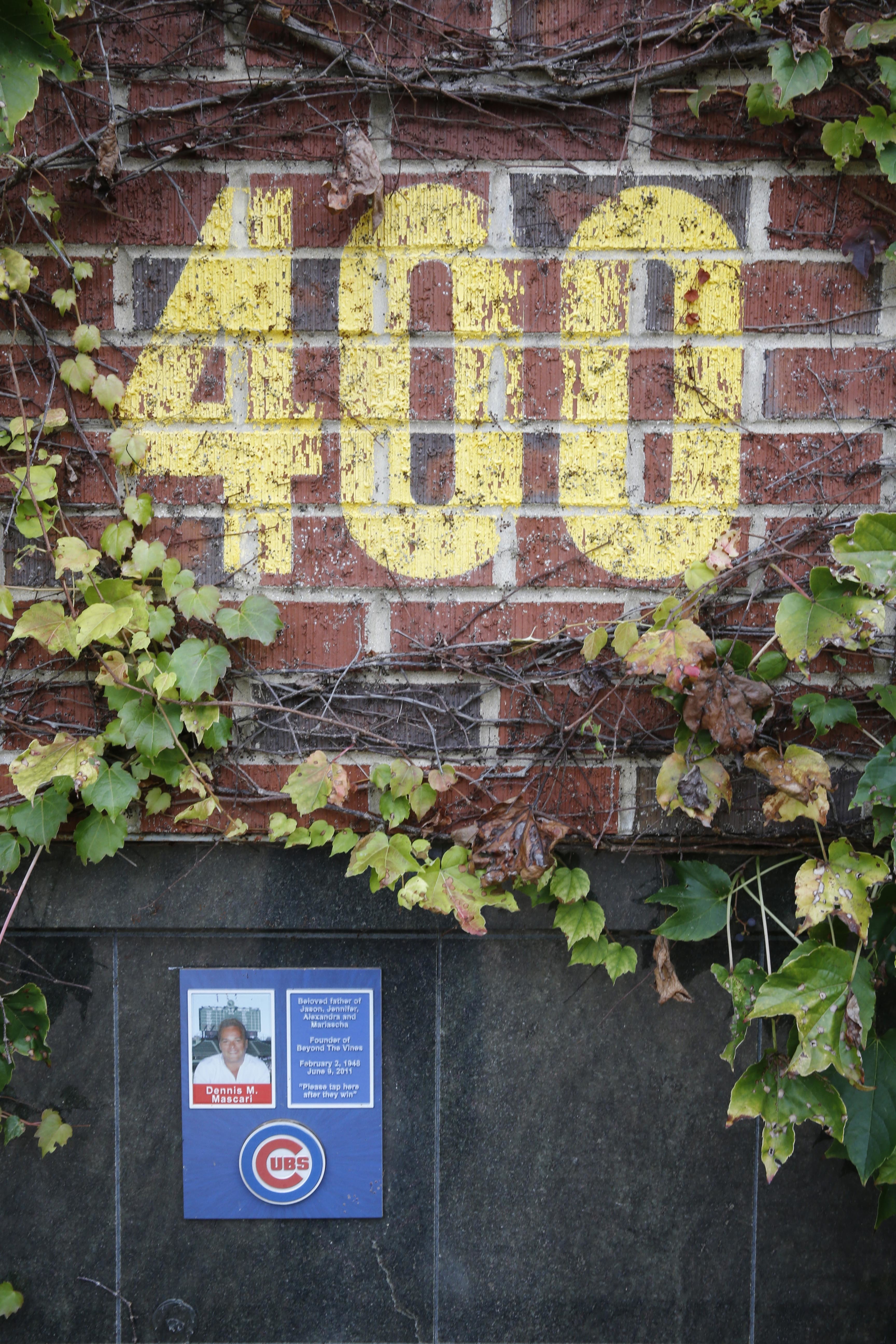 A replica of Wrigley Field's outfield ivy walls, is the final resting place for the ashes of nine Cubs fans at the Bohemian Cemetery, Wednesday, Oct. 19, 2016, in Chicago. The Wrigley Field themed mausoleum wall was the dream of Dennis M. Mascari, who's ashes are places just below the 400 feet marker. (AP Photo/Charles Rex Arbogast)