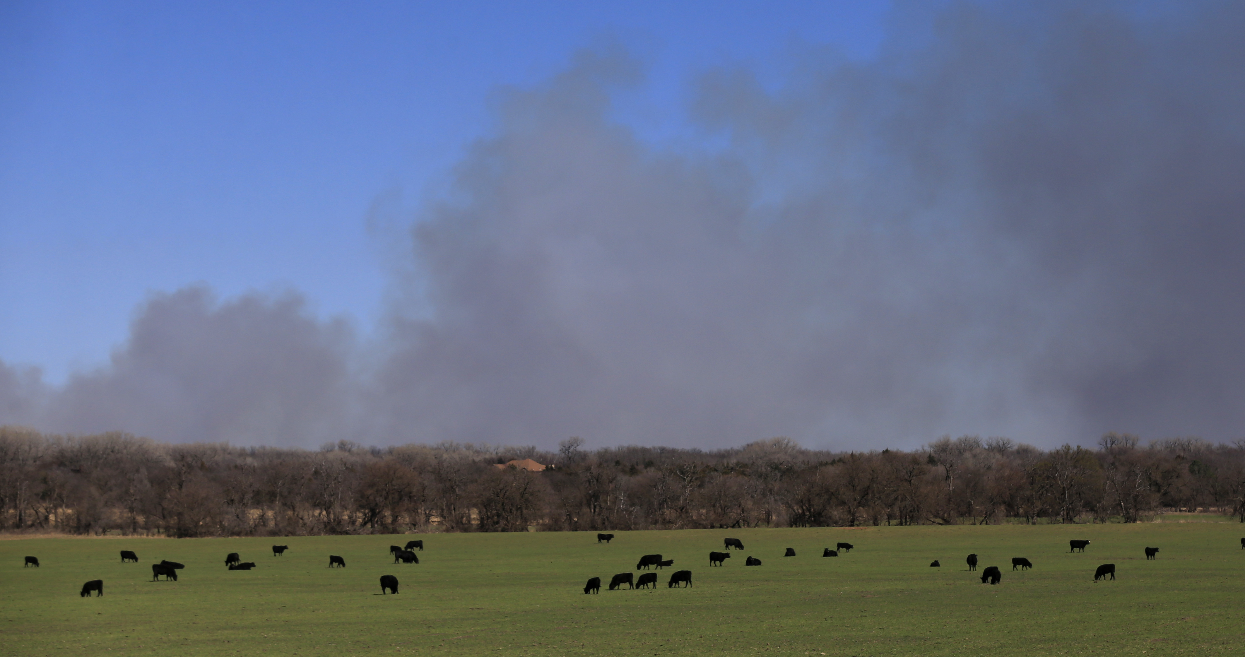 Cattle graze with a background of smoke from wildfires near Hutchinson, Kan., Tuesday, March 7, 2017.  Fires raged in parts of Kansas, Oklahoma, Texas and Colorado.  Photo:  Orlin Wagner | AP.