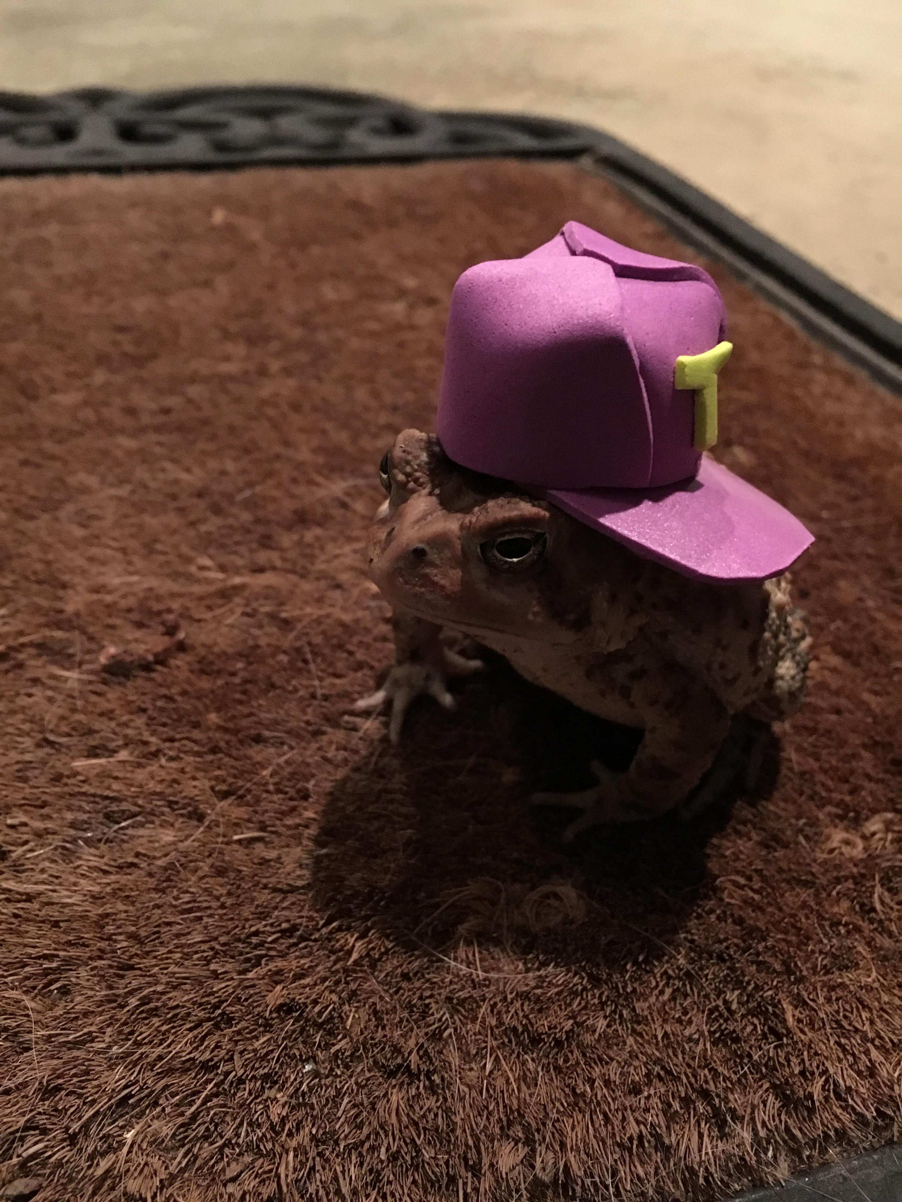 toad_2