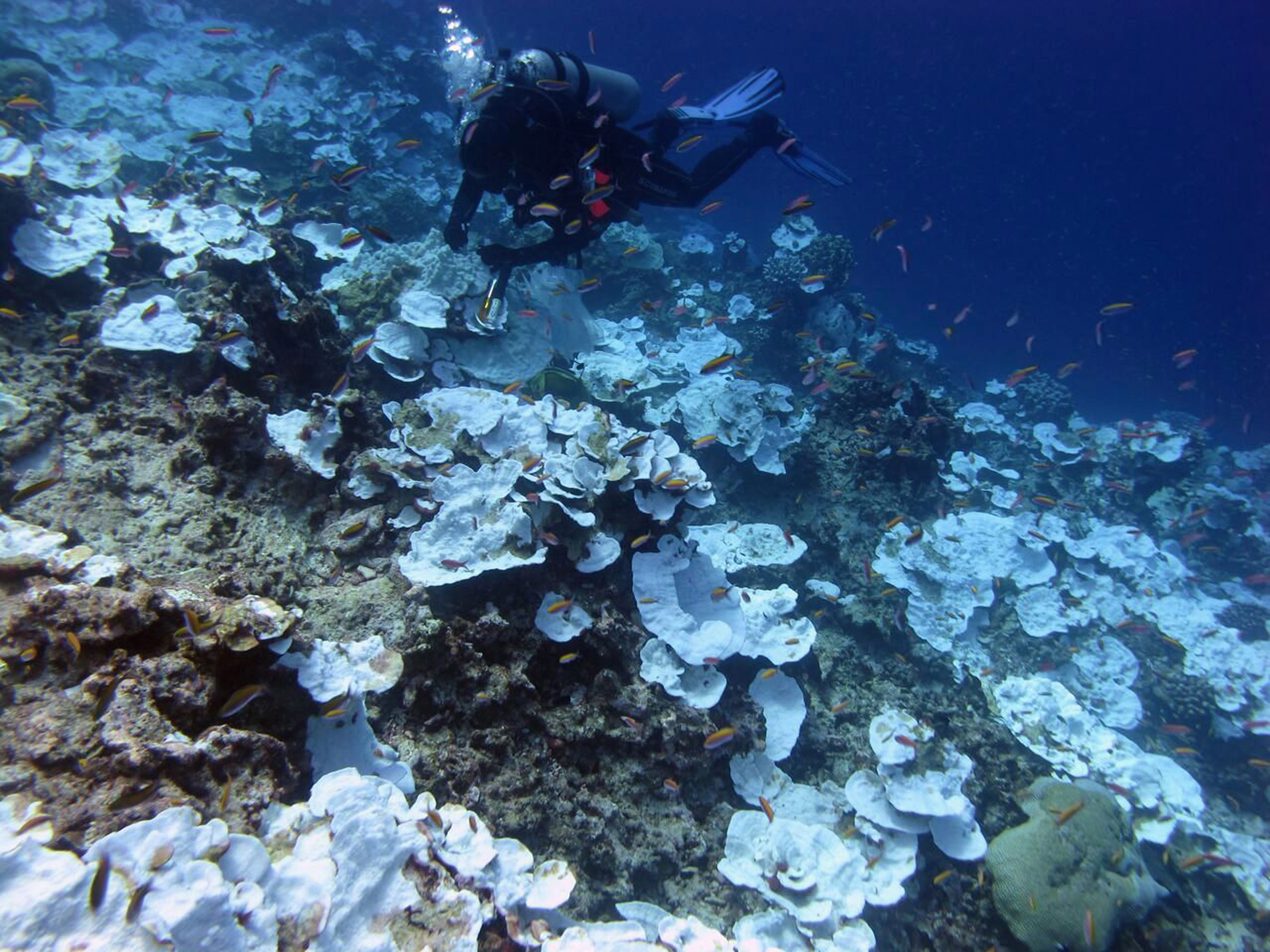 This May 2016 photo provided by NOAA shows bleaching and some dead coral around Jarvis Island, which is part of the U.S. Pacific Remote Marine National Monument. Scientists found 95 percent of the coral is dead in what had been one of the world’s most lush and isolated tropical marine reserve. Bernardo Vargas-Angel/NOAA via AP.
