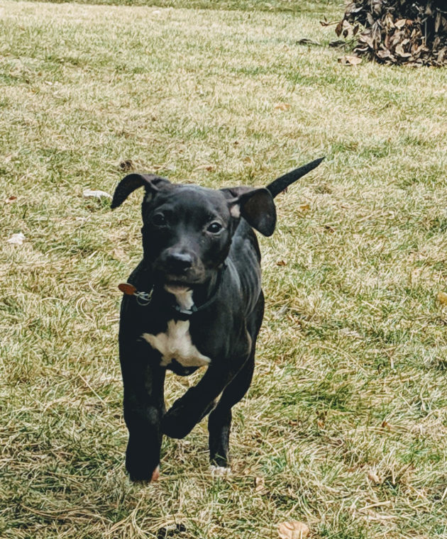 Not Smart Dogs Science: Dogs aren’t that smart. Dog owners: ‘Shut it’ | NewsCut ...
