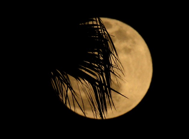 A palm tree foregrounds the supermoon in Los Angeles, Calif. on May 05, 2012. (Getty Images)