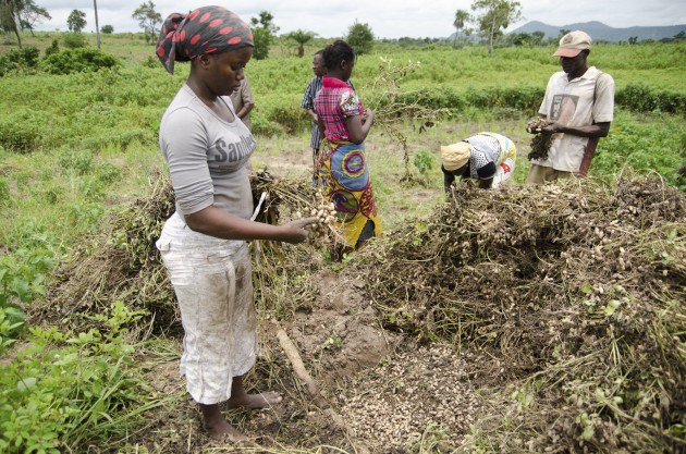 The Sule family harvests ground nuts on their farm outside of Kuje, Nigeria on Monday. (MPR Photo/Nate Minor)