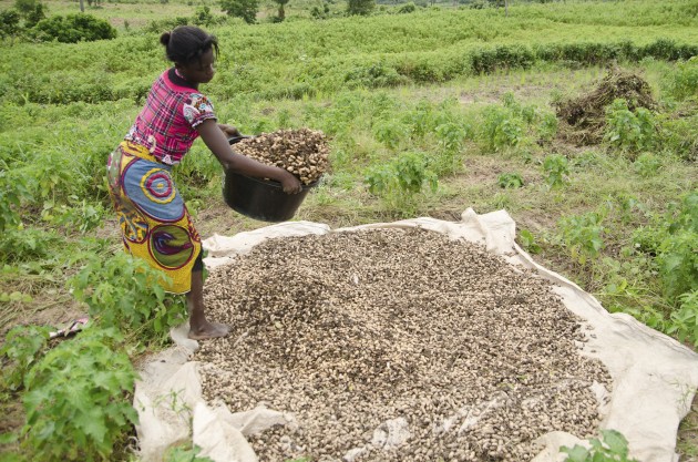 Dorothy Sule spreads out peanuts after they've been picked and beaten off the root on the Sule family farm outside of Kuje, Nigeria on Monday. (MPR Photo/Nate Minor)