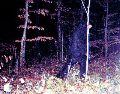 200912101210-Bigfoot-Picture-copy.jpg