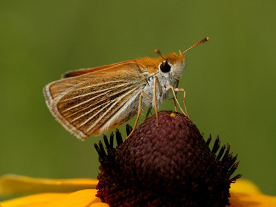 Poweshiek_Skipperling_giant.jpg