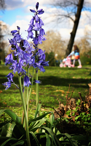 bluebells_london.jpg